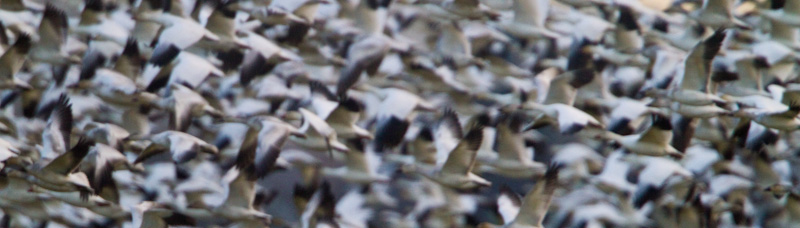 Snow Geese In Flight